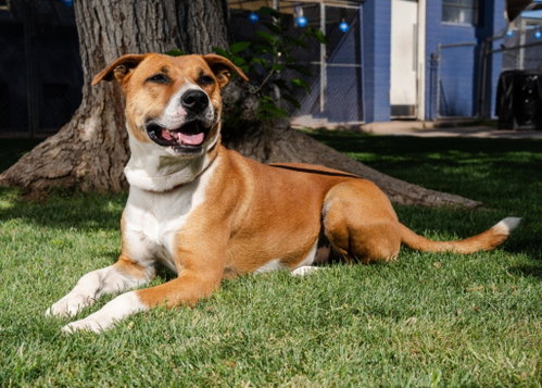 Kylo, American Staffordshire Terrier / Labrador Retriever / Mixed (medium coat)