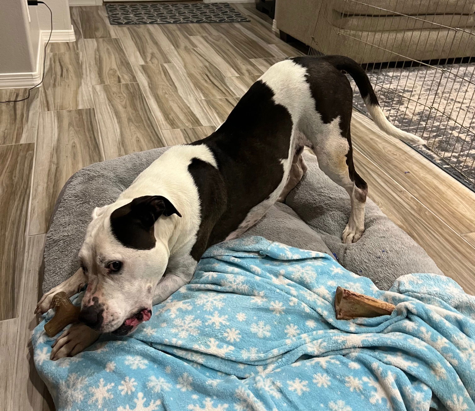 adoptable Dog in Phoenix, AZ named Moo