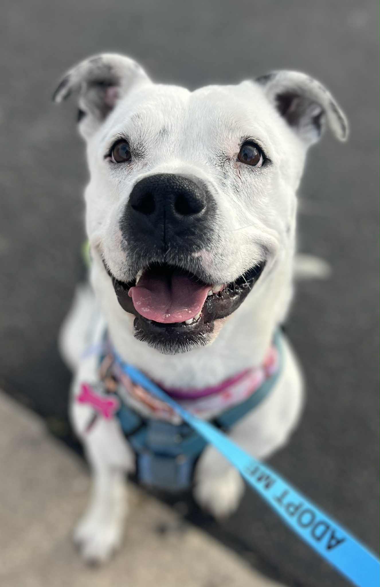 adoptable Dog in Phoenix, AZ named Spotta (Courtesy post)