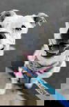 adoptable Dog in  named Spotta (Courtesy post)