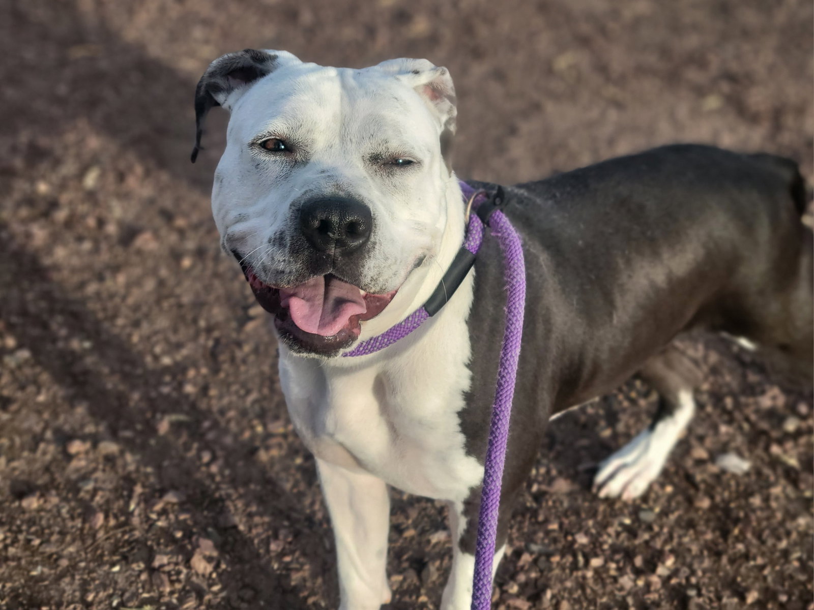 Dog for Adoption Taffy (Courtesy post), a American Pit Bull Terrier