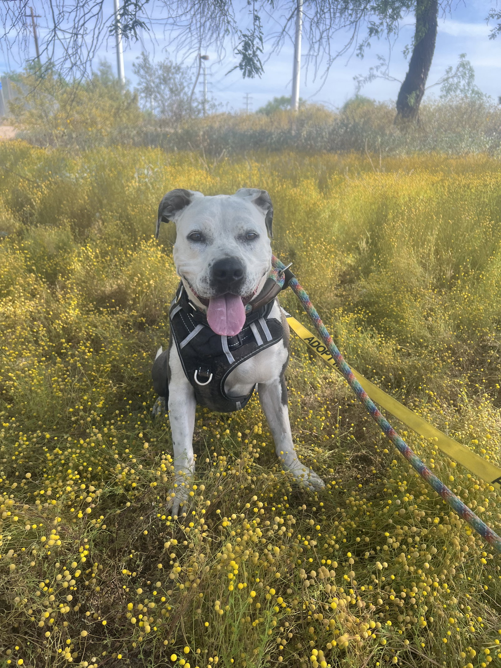 Dog for Adoption Taffy, a American Pit Bull Terrier in Phoenix, AZ