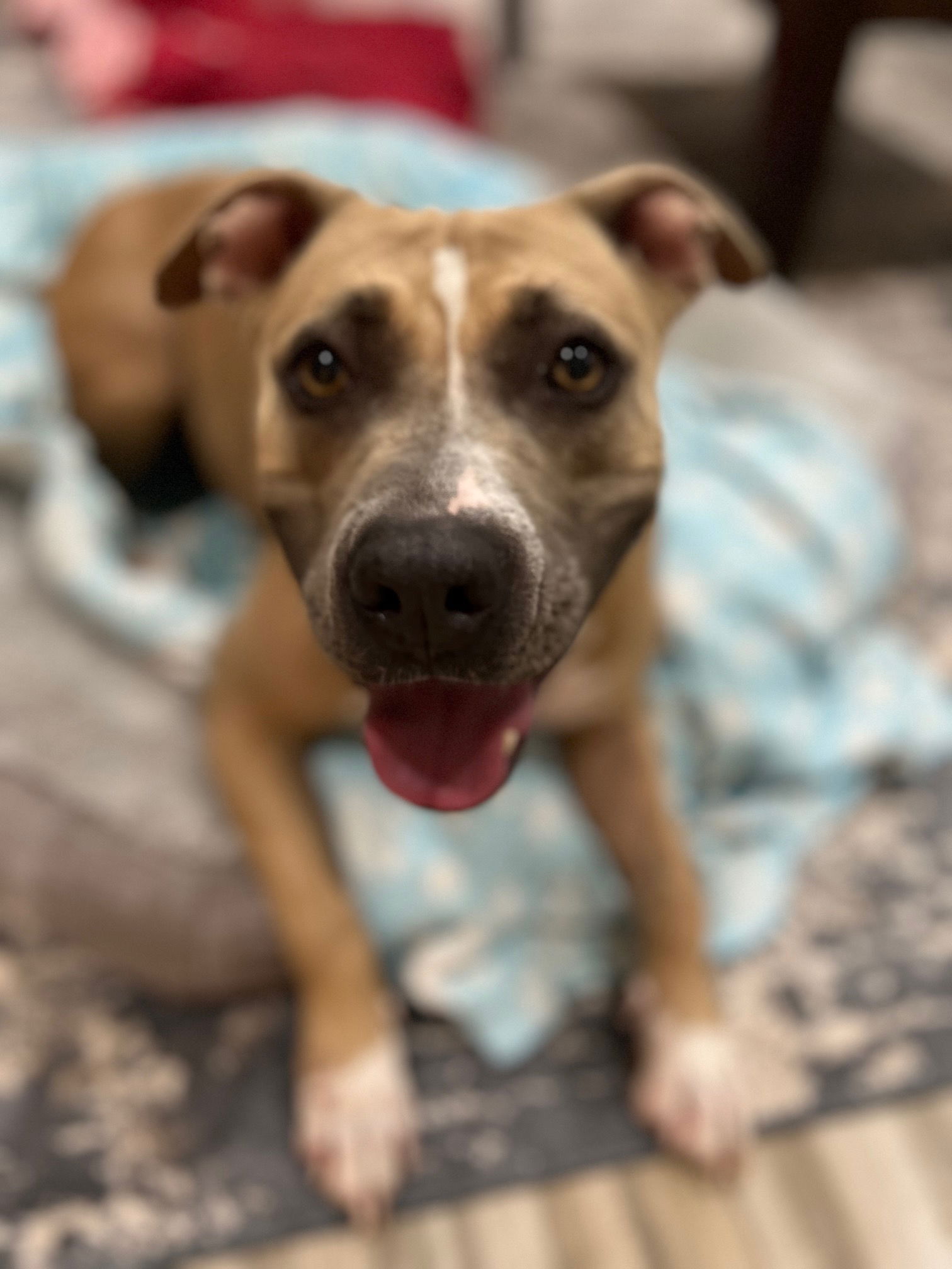 adoptable Dog in Phoenix, AZ named Malta (Courtesy Post)