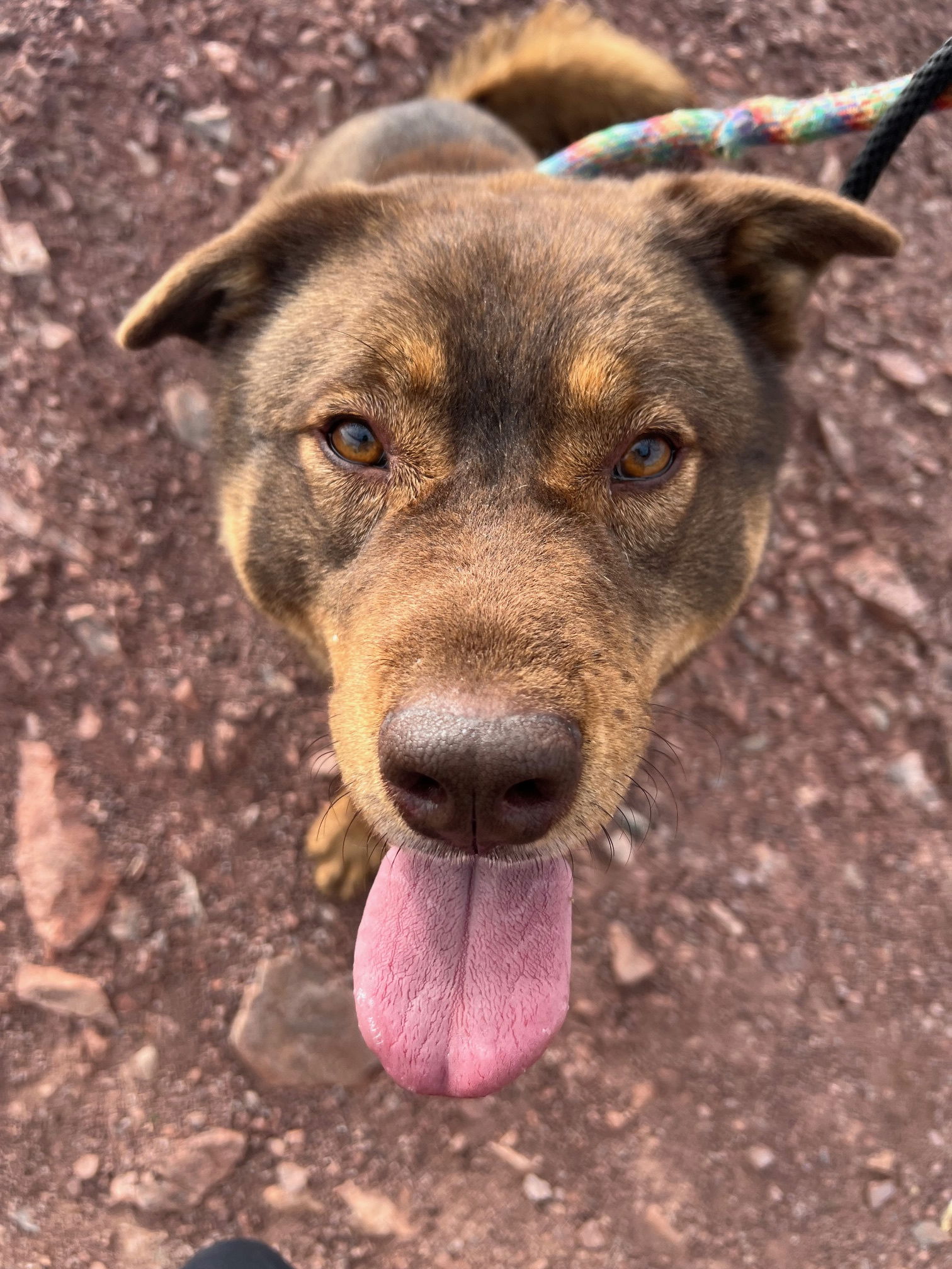 adoptable Dog in Phoenix, AZ named Bear (Courtesy post)