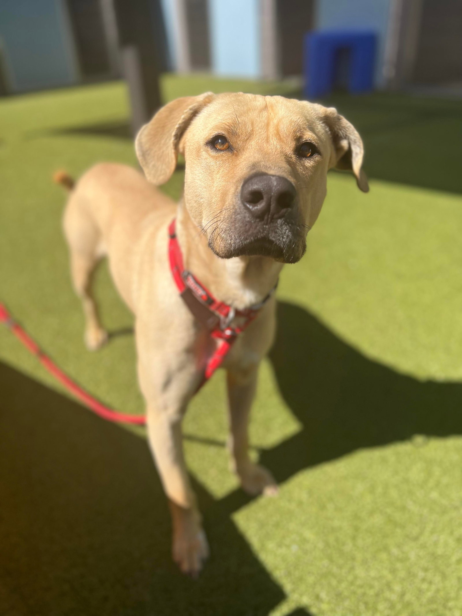 Dog for Adoption Archer (Courtesy post), a Labrador Retriever in Anthem, AZ Alpha Paw