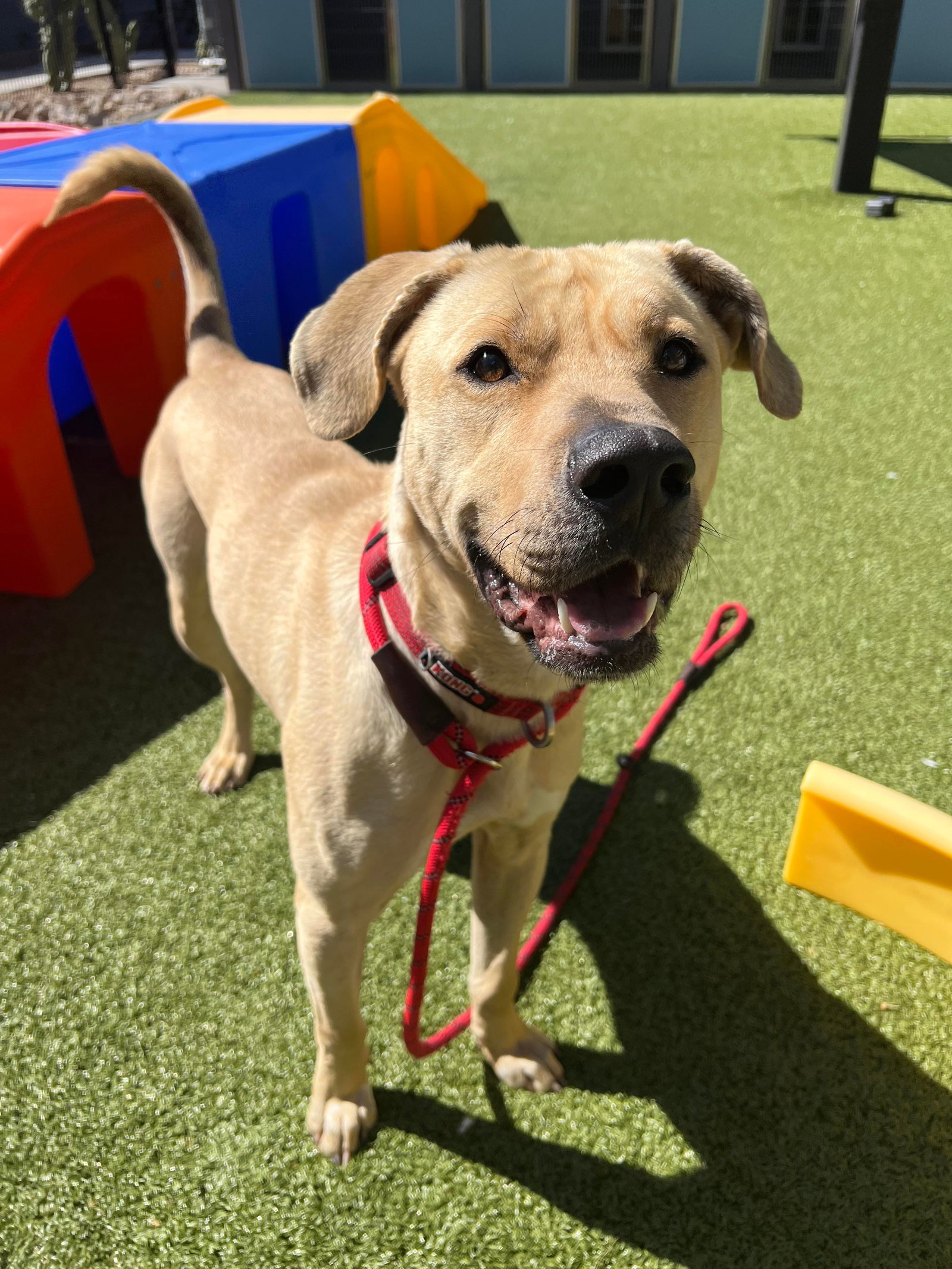 Dog for Adoption Archer (Courtesy post), a Labrador Retriever in Anthem, AZ Alpha Paw
