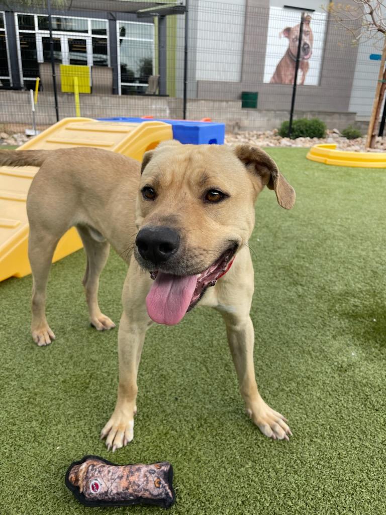 Dog for Adoption Archer (Courtesy post), a Labrador Retriever in