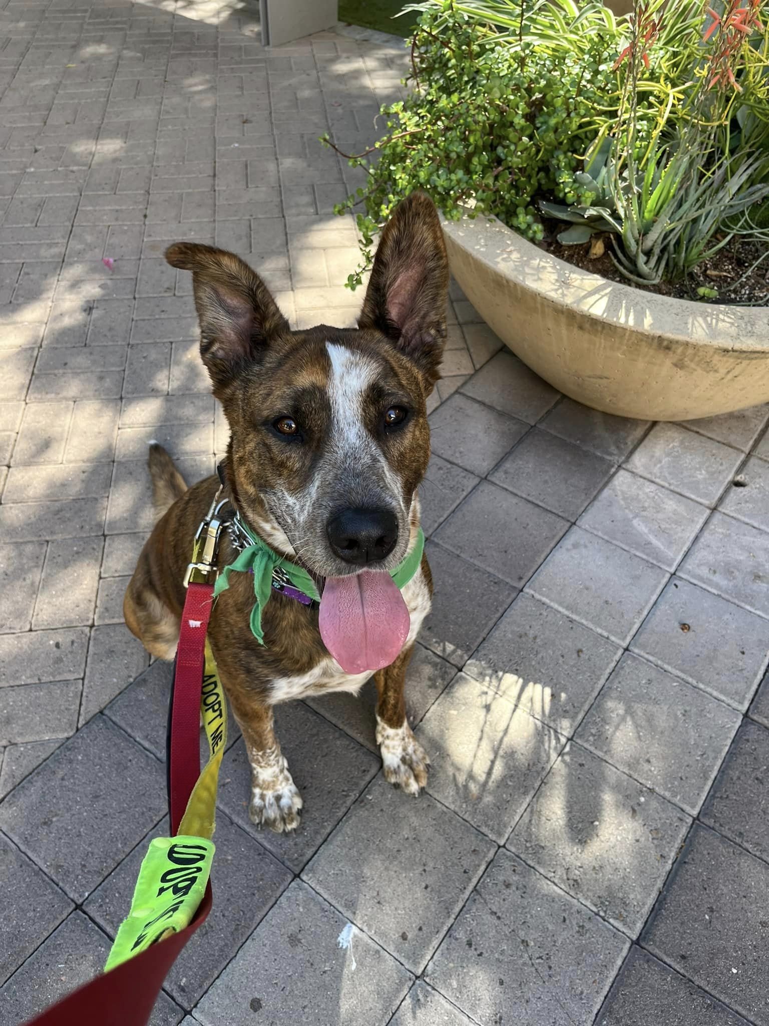 adoptable Dog in Phoenix, AZ named Mr. Wiggles (Courtesy post)