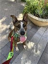 adoptable Dog in  named Mr. Wiggles (Courtesy post)