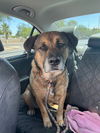 adoptable Dog in  named Rosco