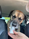 Rosco - Photo 5