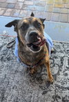 Rosco - Photo 1