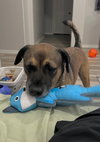 Rosco - Photo 2