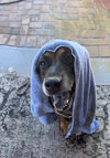 Rosco - Photo 3