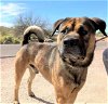adoptable Dog in phoenix, AZ named Rosco (Courtesy post)