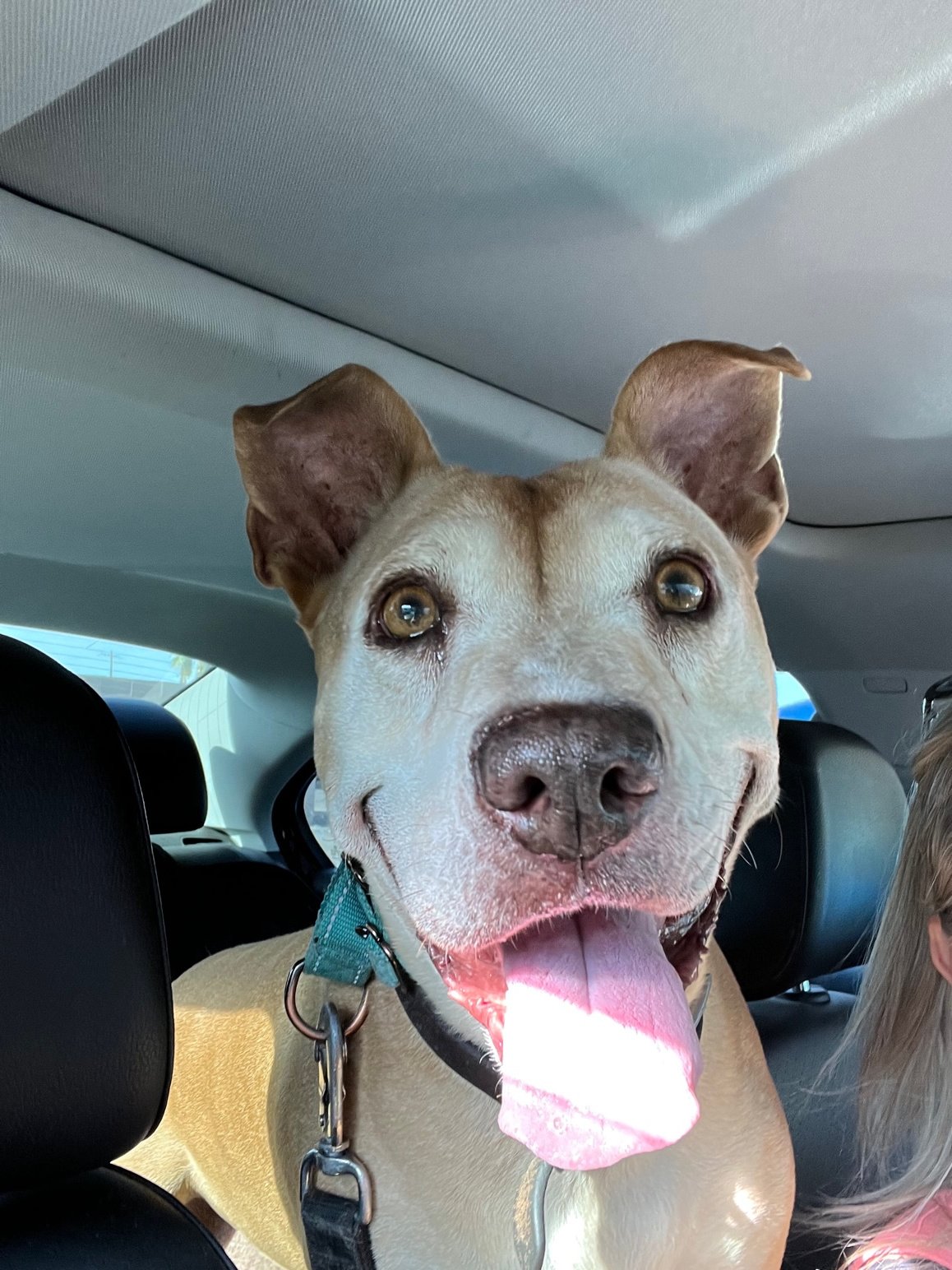 adoptable Dog in Phoenix, AZ named Missy (Courtesy post)