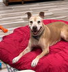 adoptable Dog in phoenix, AZ named Missy (Courtesy post)