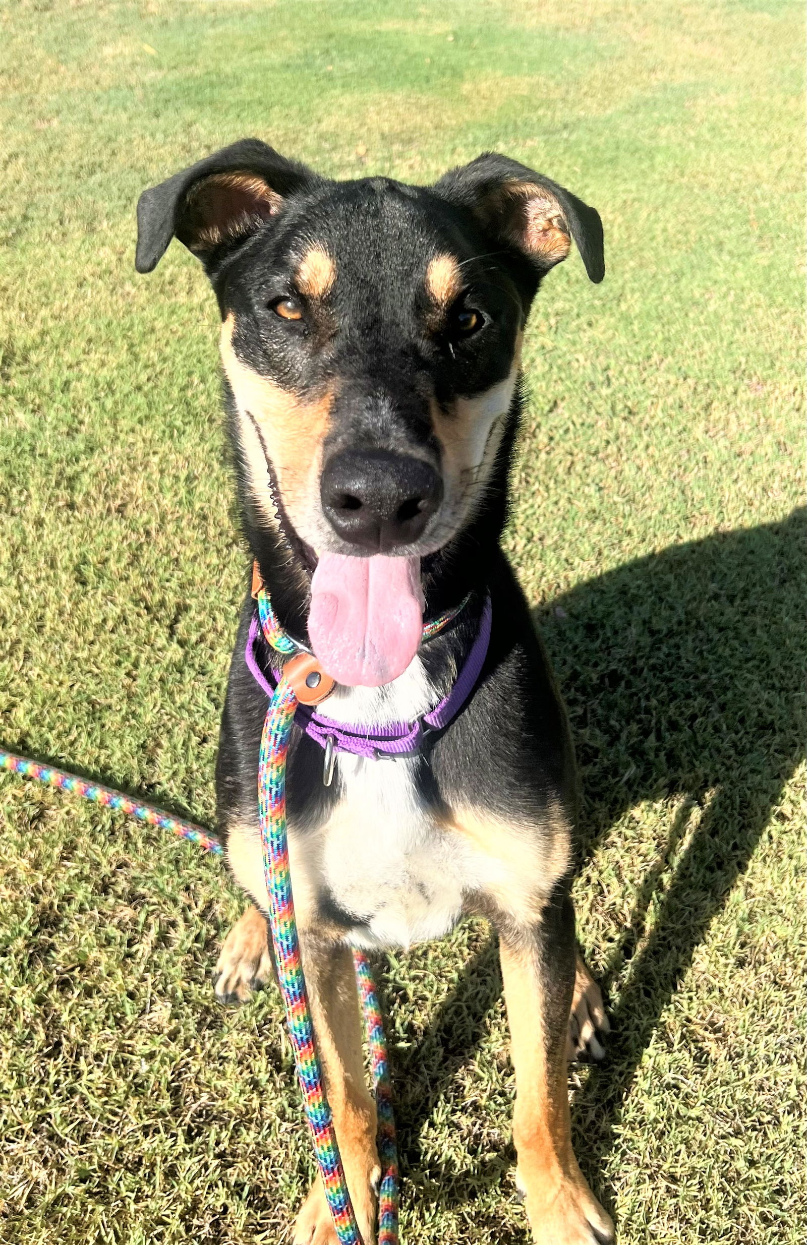 adoptable Dog in Phoenix, AZ named Tommy (Courtesy post)