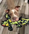 adoptable Dog in Phoenix, AZ named Meatloaf
