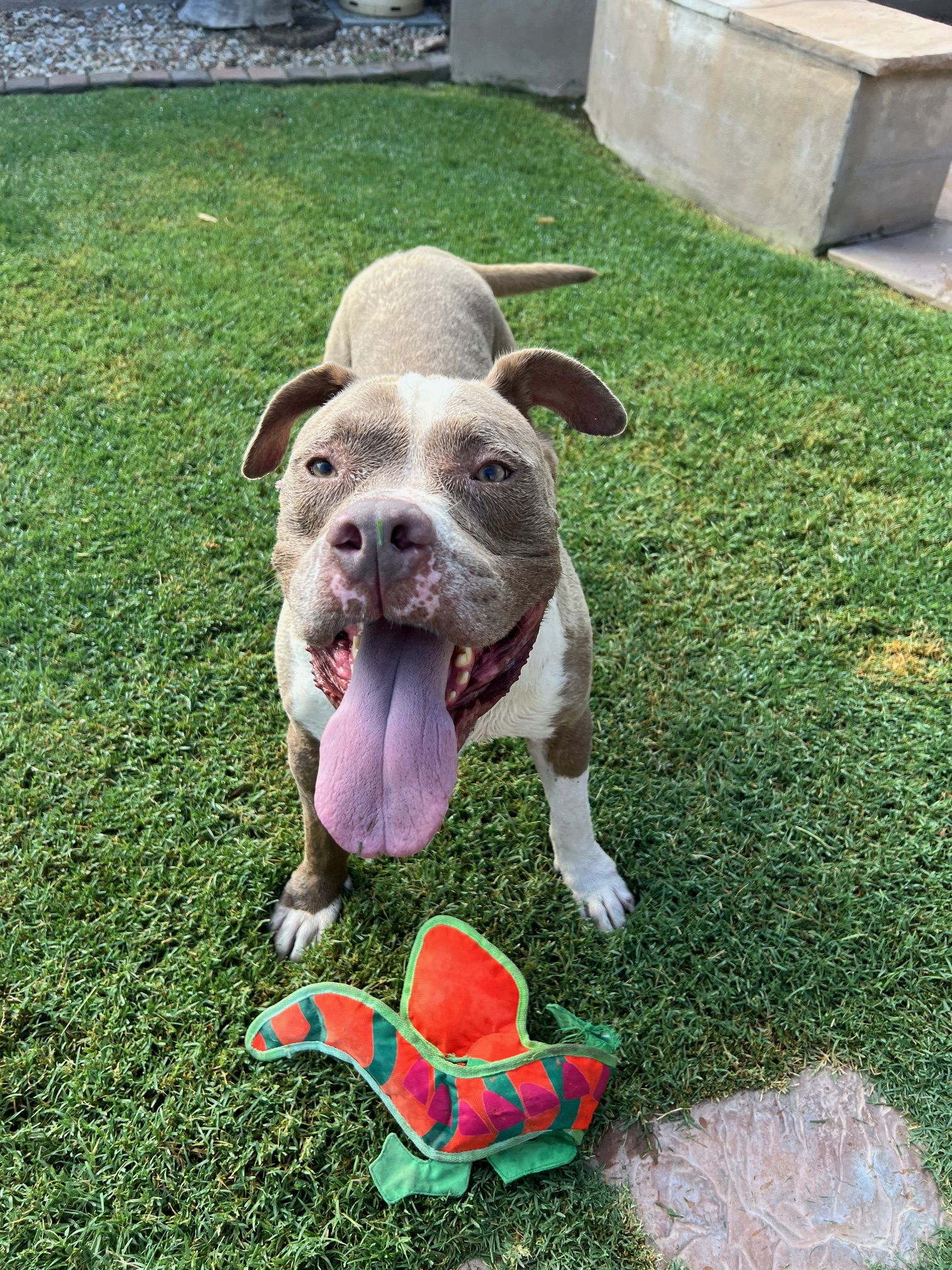 adoptable Dog in Phoenix, AZ named Meatloaf