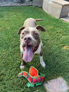 adoptable Dog in phoenix, AZ named Meatloaf