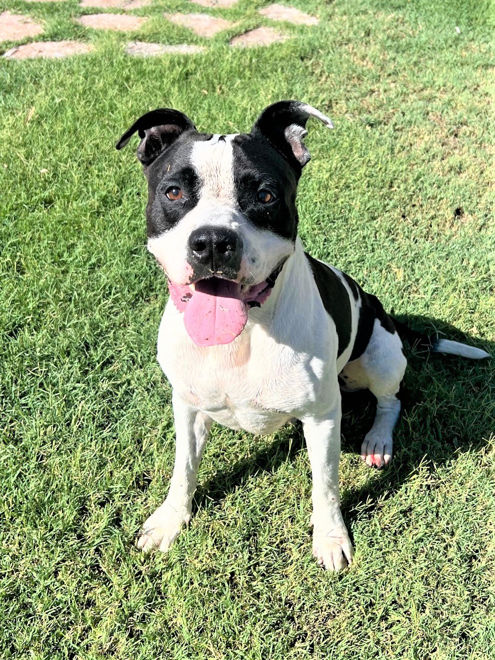 adoptable Dog in Phoenix, AZ named Oreo (Courtesy post)