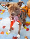 adoptable Dog in phoenix, AZ named Stormie (Courtesy post)