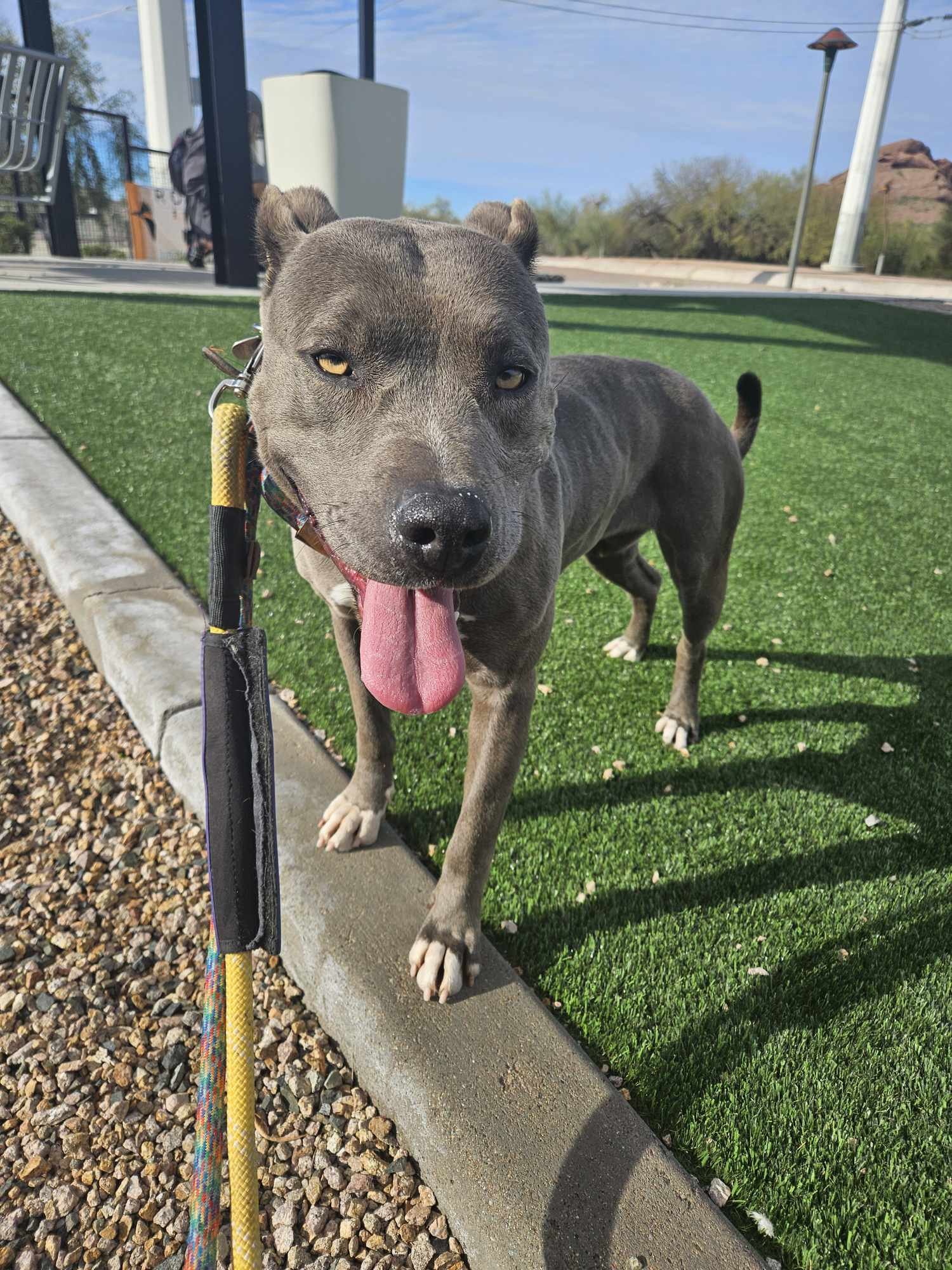 adoptable Dog in Phoenix, AZ named Sherry(Courtesy post)