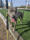adoptable Dog in  named Sherry(Courtesy post)