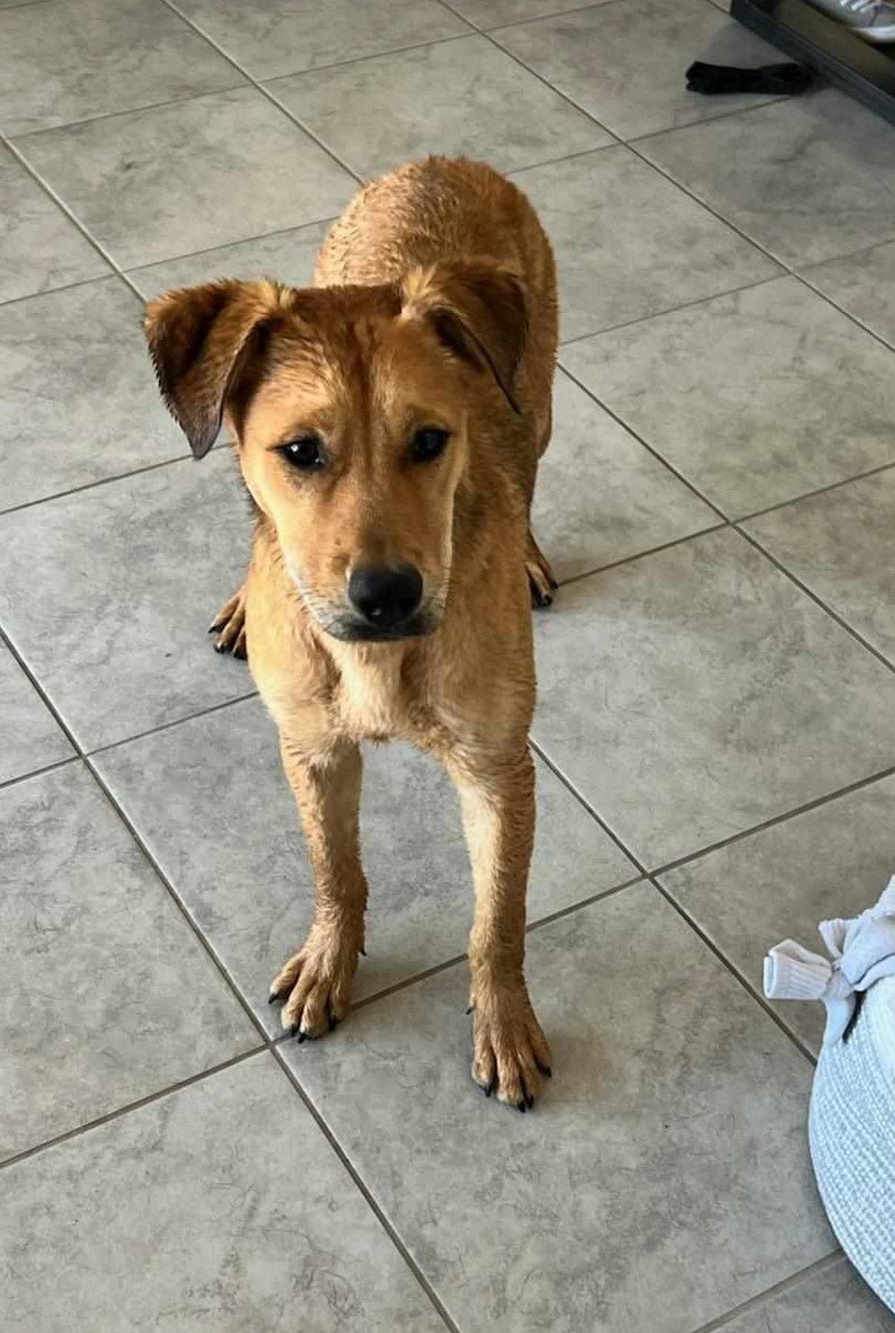 adoptable Dog in Phoenix, AZ named Ford