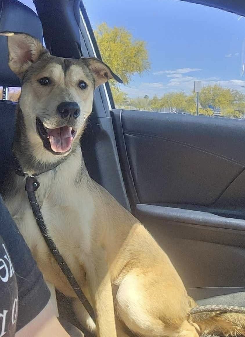 adoptable Dog in Phoenix, AZ named Shelby