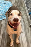adoptable Dog in Phoenix, AZ named Buddy (Courtesy post)