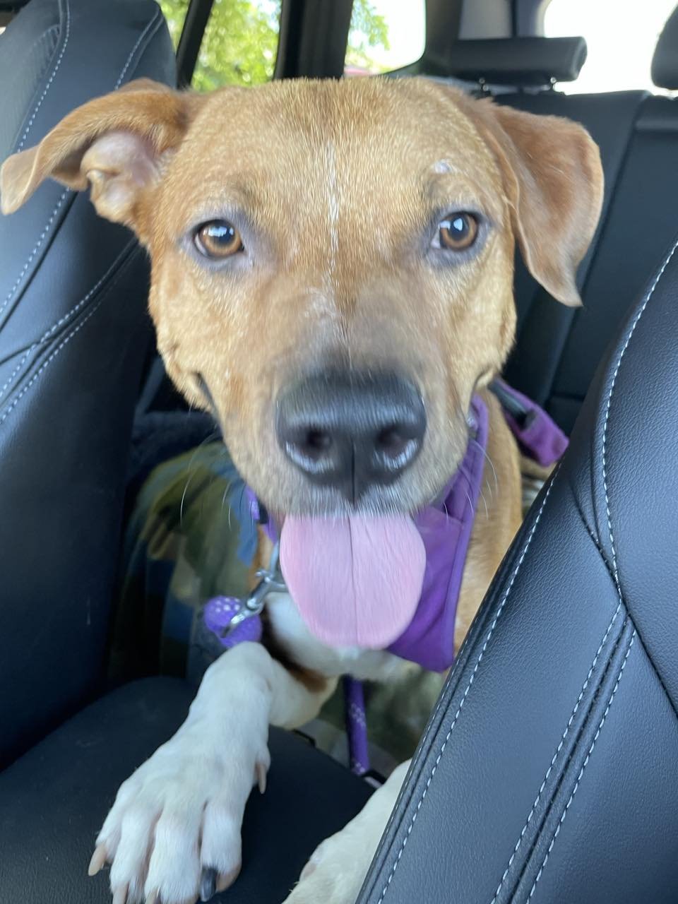 adoptable Dog in Phoenix, AZ named Jackson (Courtesy Post)