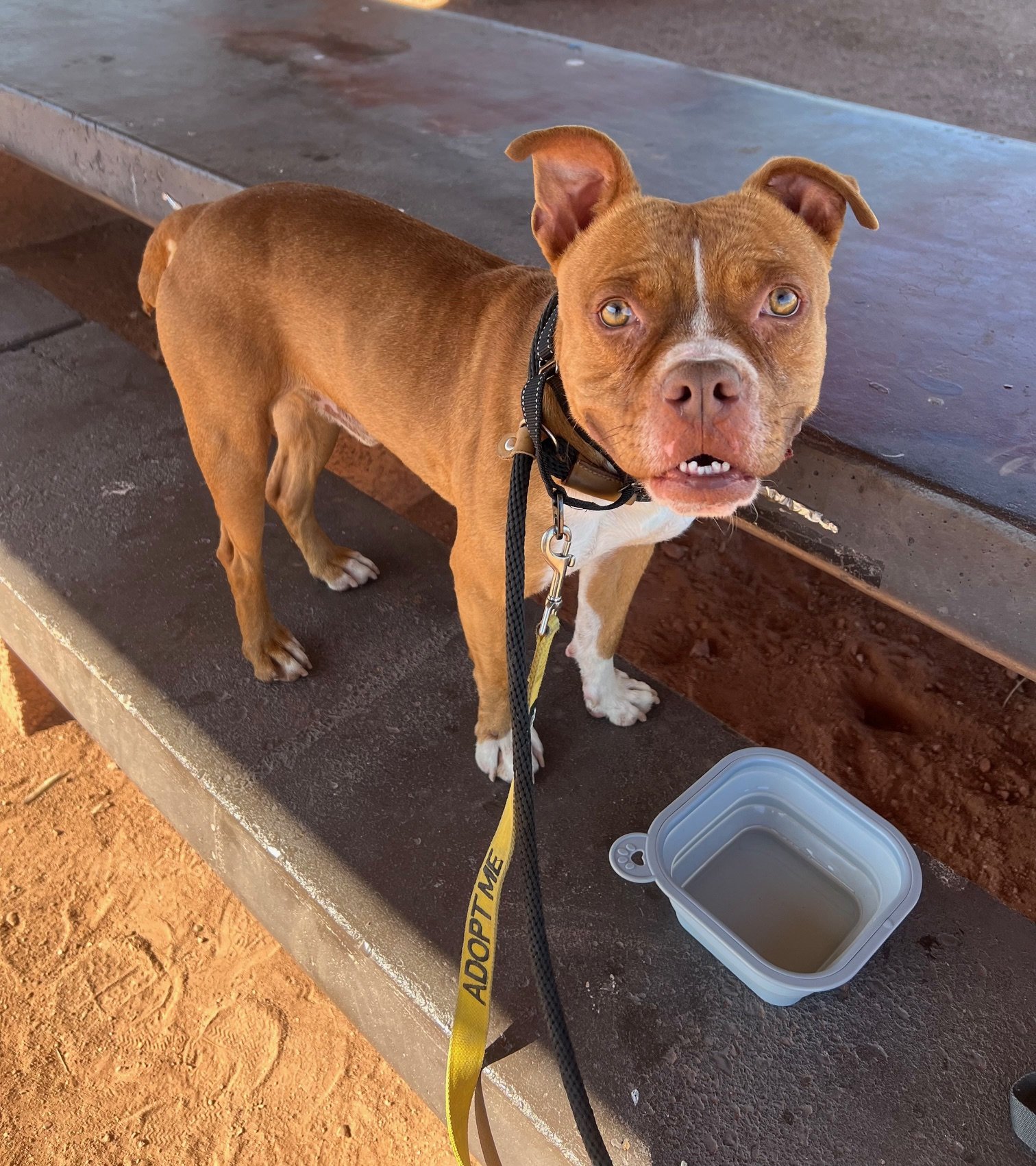 adoptable Dog in Phoenix, AZ named Boston