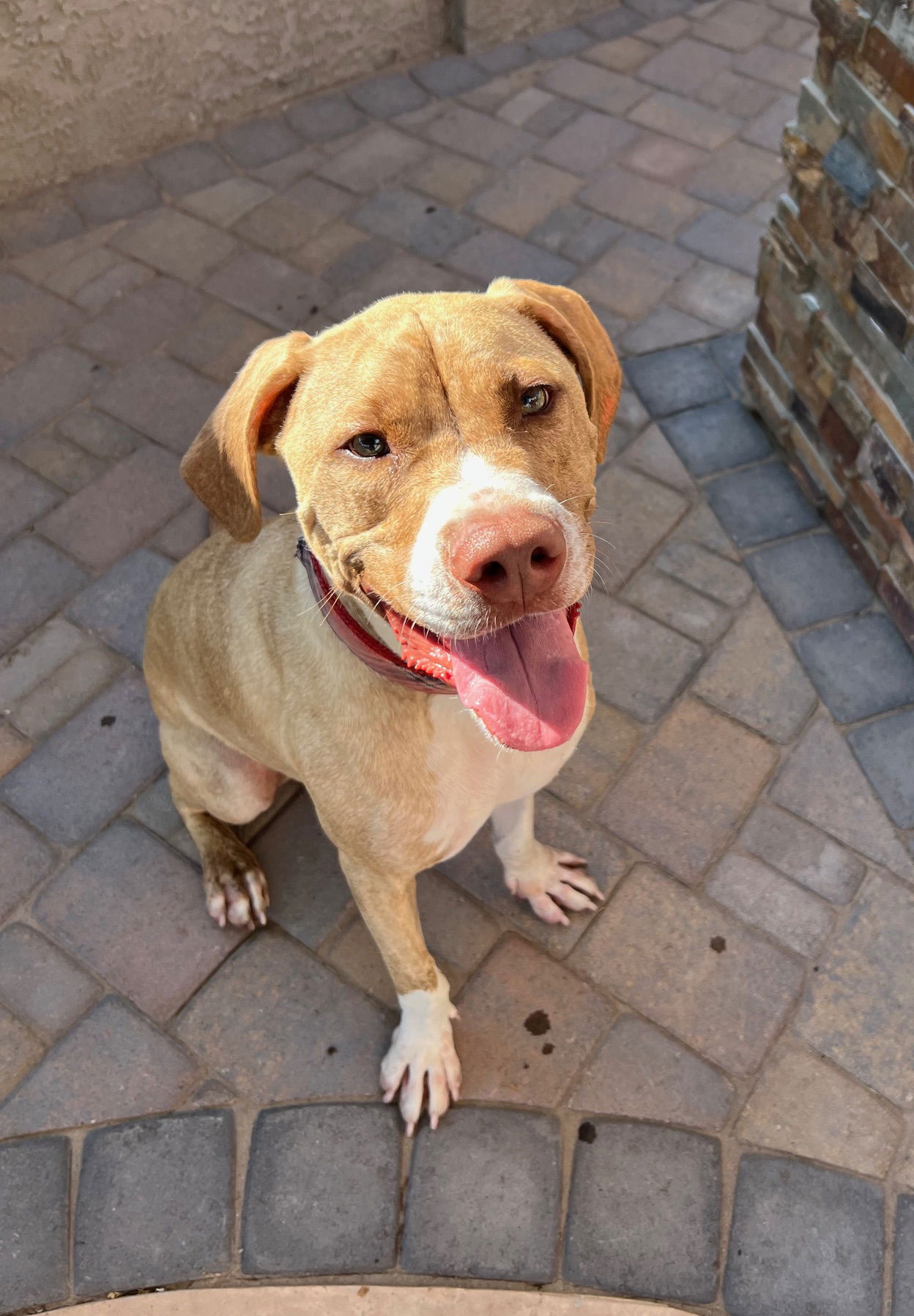 adoptable Dog in Phoenix, AZ named Cody (Courtesy post)