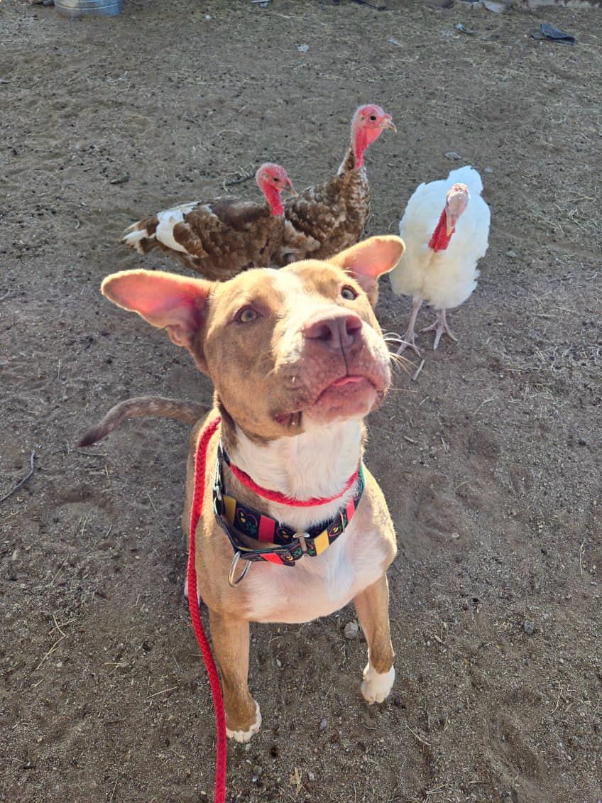 adoptable Dog in Phoenix, AZ named Harley (Courtesy post)