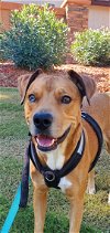 adoptable Dog in phoenix, AZ named Sonny Bonded Pair (Courtesy post)