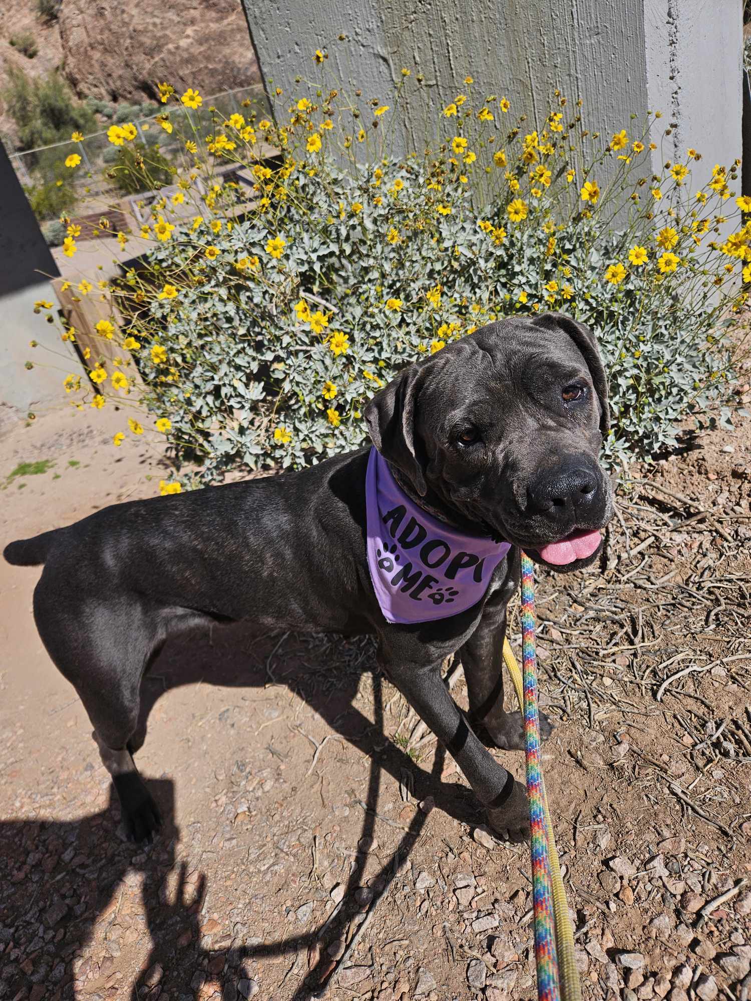 adoptable Dog in Phoenix, AZ named Xena