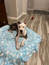 adoptable Dog in Phoenix, AZ named Sadie (Courtesy post)