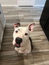 adoptable Dog in Phoenix, AZ named Sadie (Courtesy post)