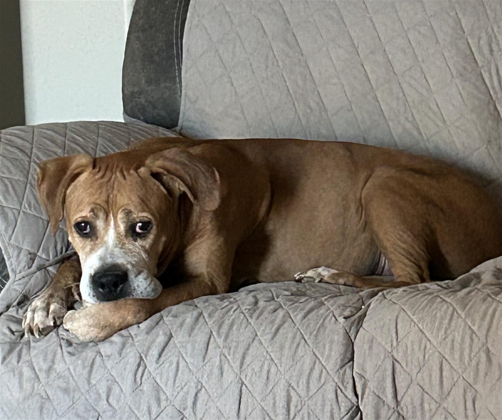 adoptable Dog in Phoenix, AZ named Georgio Armani