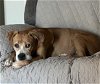 adoptable Dog in , AZ named Georgio Armani
