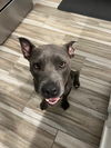 adoptable Dog in Phoenix, AZ named Gracie (Courtesy post)