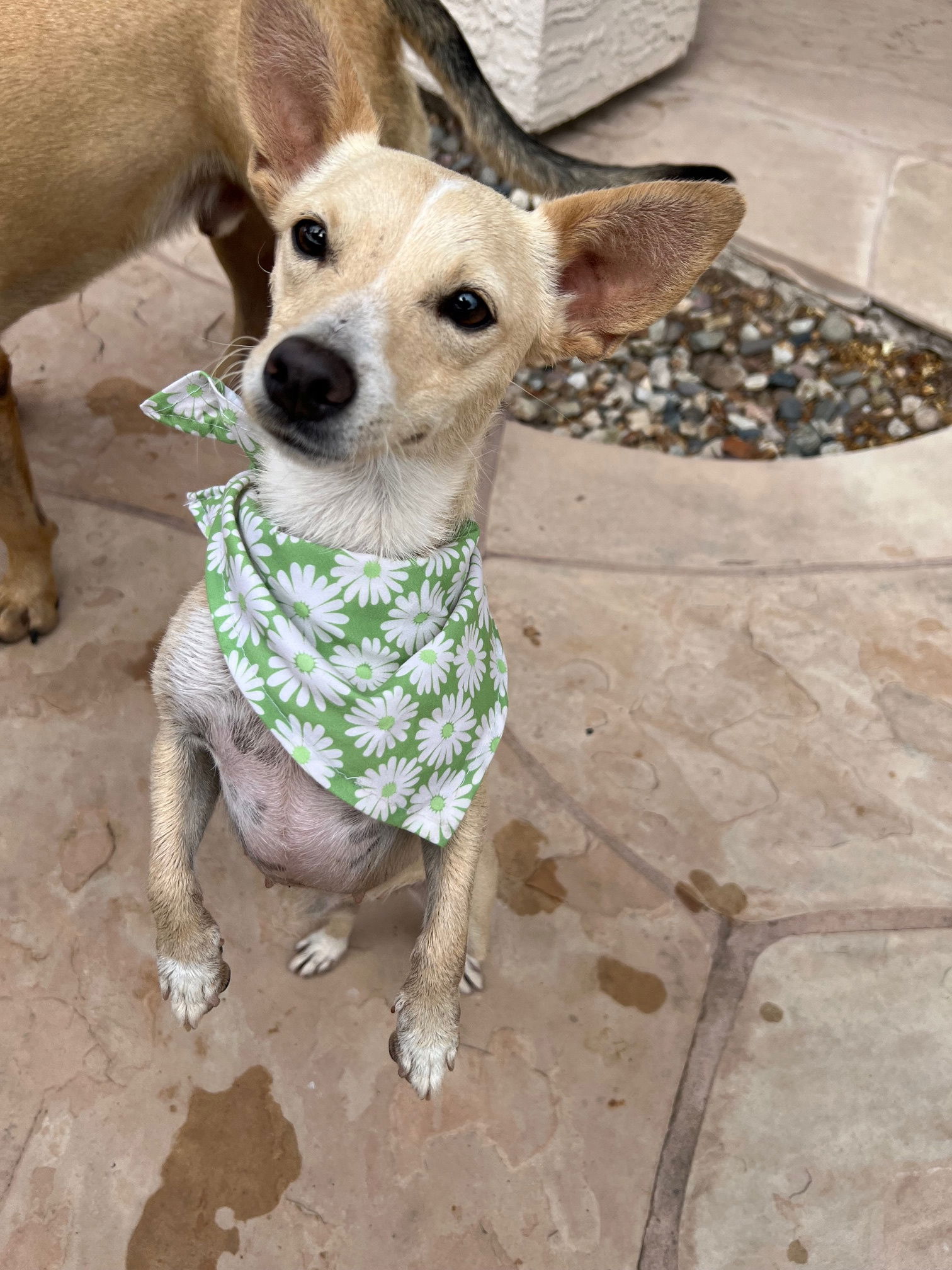 adoptable Dog in Phoenix, AZ named Rollie (Bonded pair)