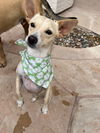 adoptable Dog in Phoenix, AZ named Rollie (Bonded pair)