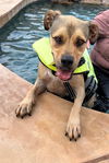 adoptable Dog in Phoenix, AZ named Jupiter (Bonded pair)