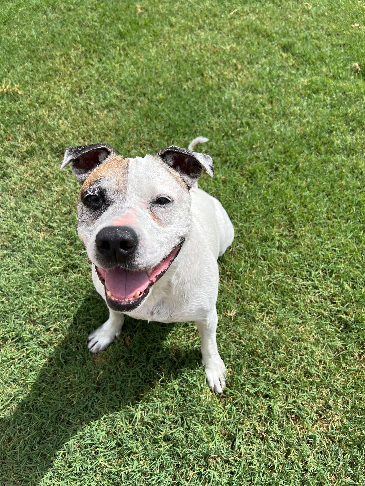 adoptable Dog in Phoenix, AZ named Deuce