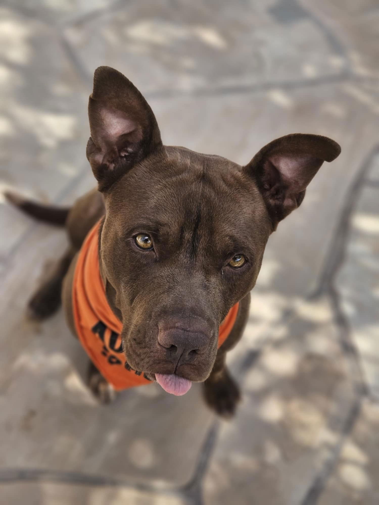 adoptable Dog in Phoenix, AZ named Hershey