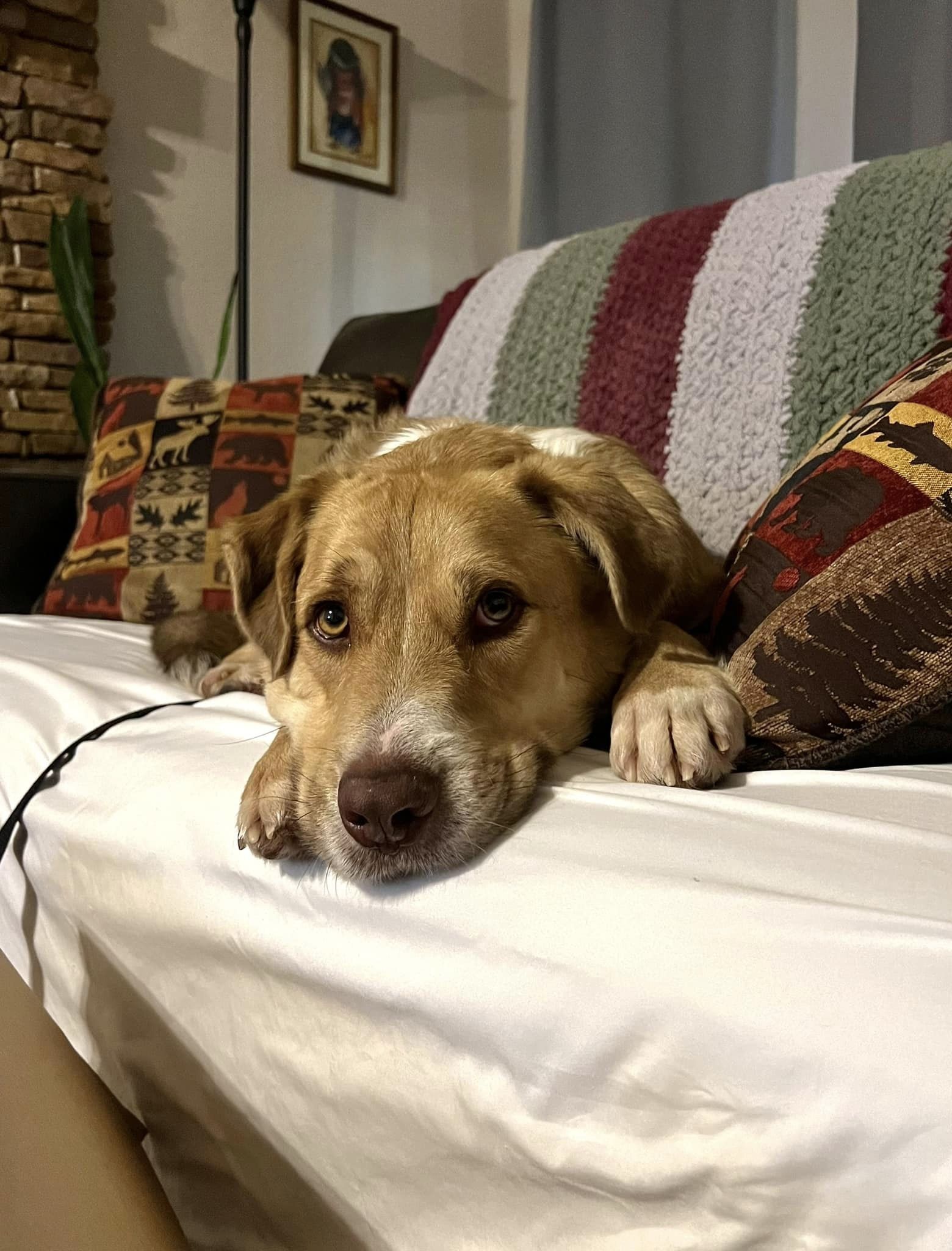 adoptable Dog in Phoenix, AZ named Sonny