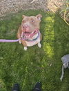 adoptable Dog in Phoenix, AZ named King Louis (Courtesy post)